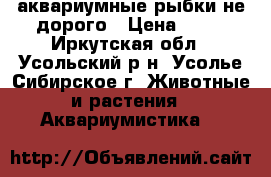 аквариумные рыбки не дорого › Цена ­ 30 - Иркутская обл., Усольский р-н, Усолье-Сибирское г. Животные и растения » Аквариумистика   